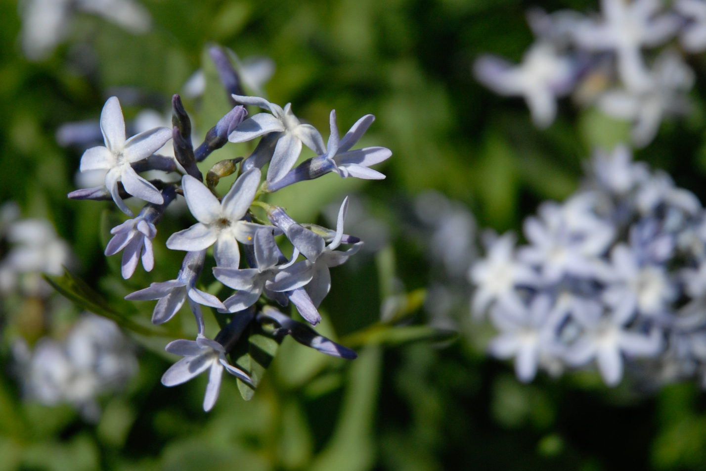 Colorado Desert Blue Star